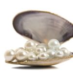 13177784 - beautiful pearls in a shell on pure white background